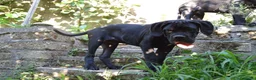 Cane Corso cani in vendita: Cucciola di cane corso - Annuncio 4