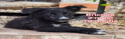 Meticcio cani in regalo: TROPPI CUCCIOLI SOLI IN RIFUGIO  a Provincia di Verona - Annuncio 2