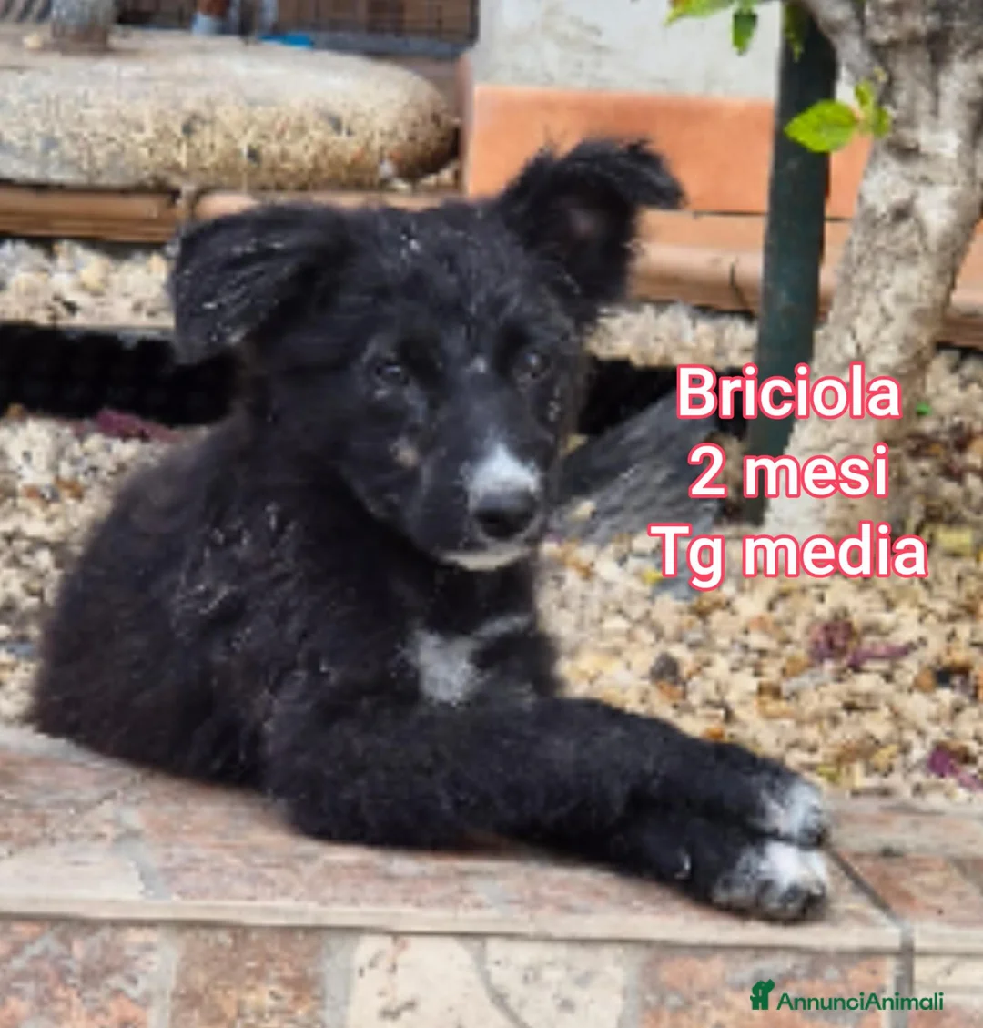 Meticcio cani in regalo: TROPPI CUCCIOLI SOLI IN RIFUGIO  a Provincia di Verona - Annuncio 2