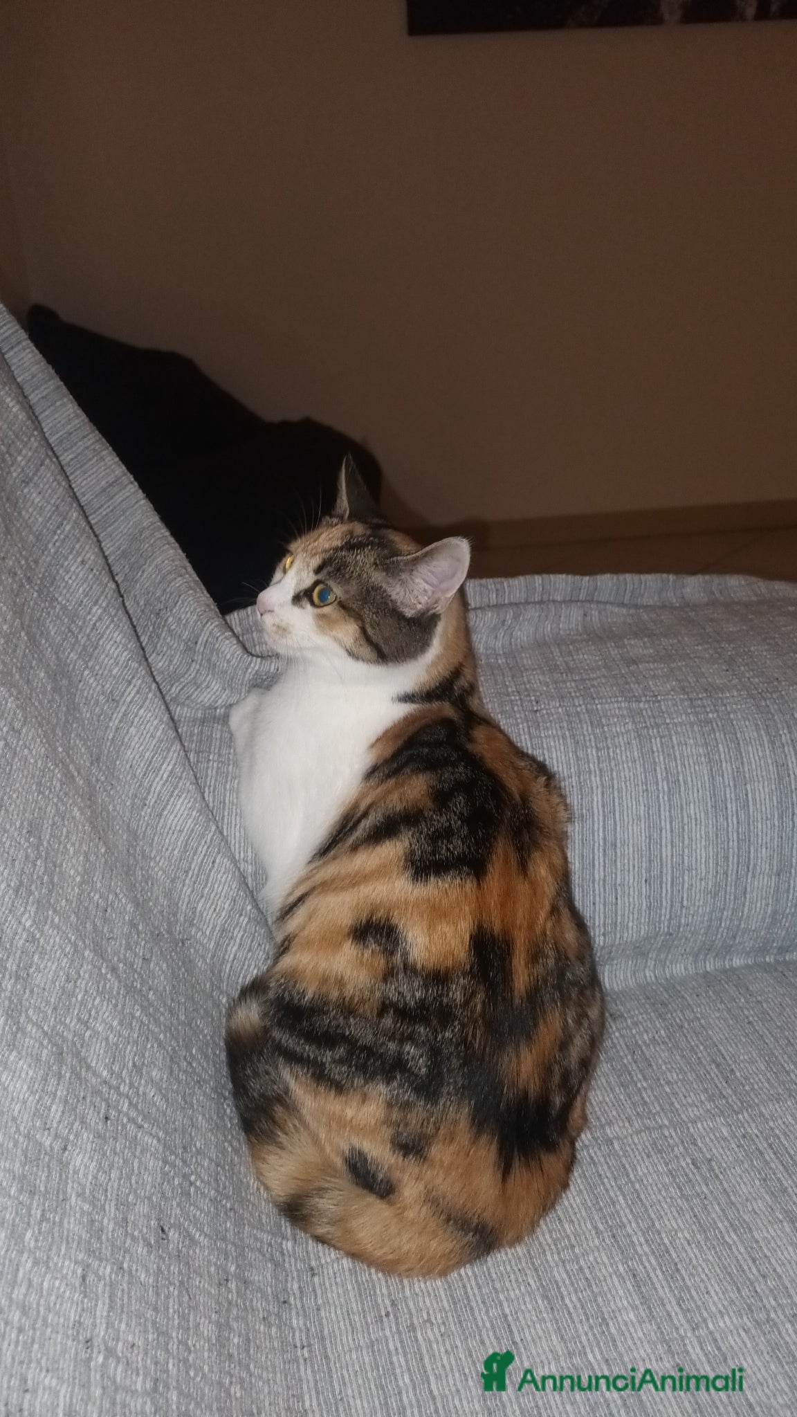 Europeo gatti GATTA CALICO - Annuncio 8