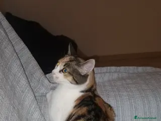 Europeo gatti GATTA CALICO - Annuncio 8