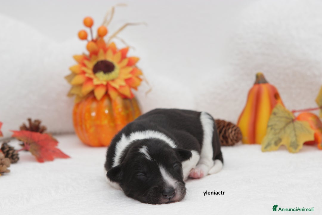 Border Collie cani in vendita: Cuccioli di Border Collie - Annuncio 4