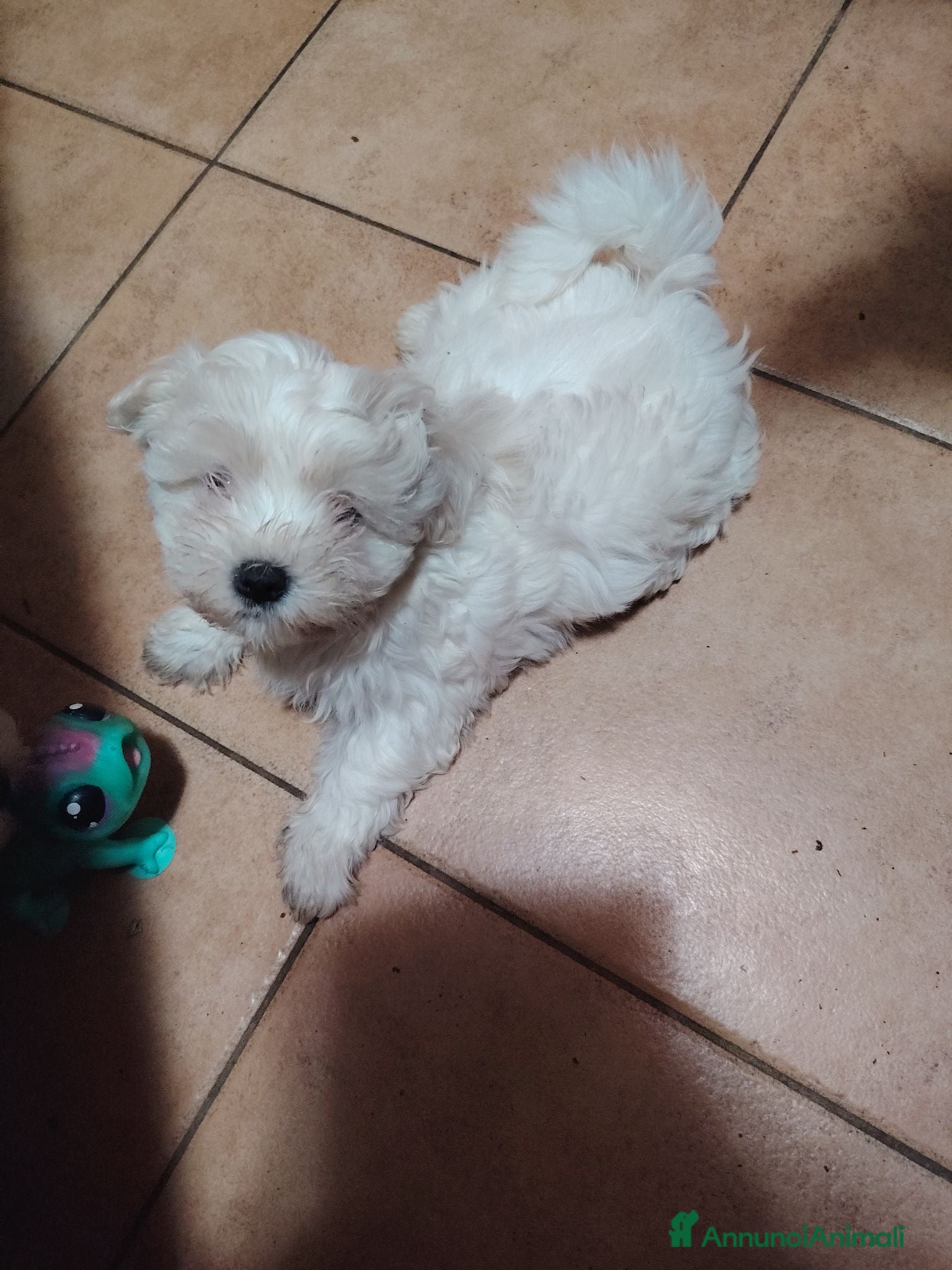 Maltese cani Cuccioli maltese rasa base, cerca famiglia  - Annuncio 3