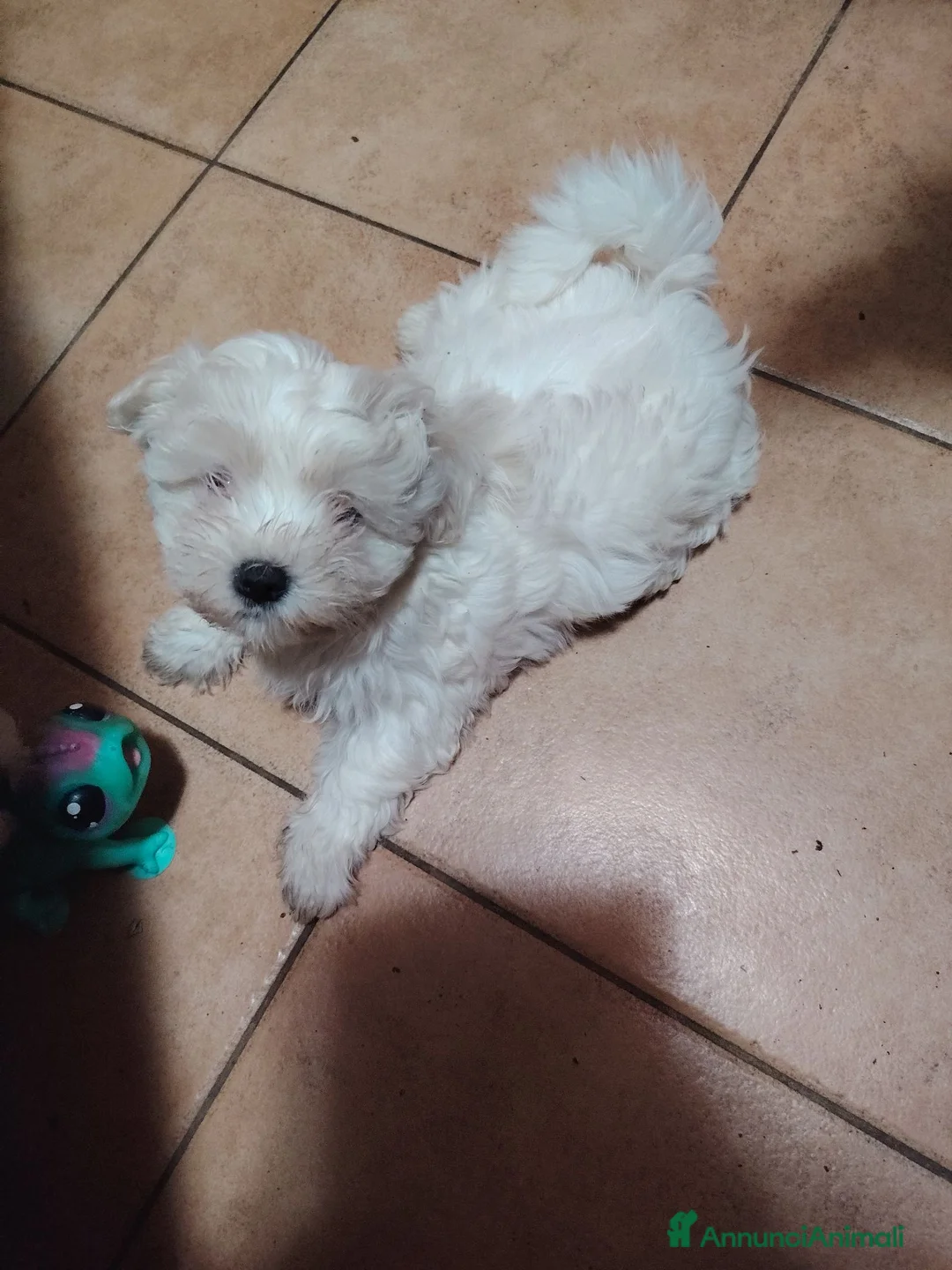 Maltese cani in vendita: Cuccioli maltese rasa base, cerca famiglia  - Annuncio 1