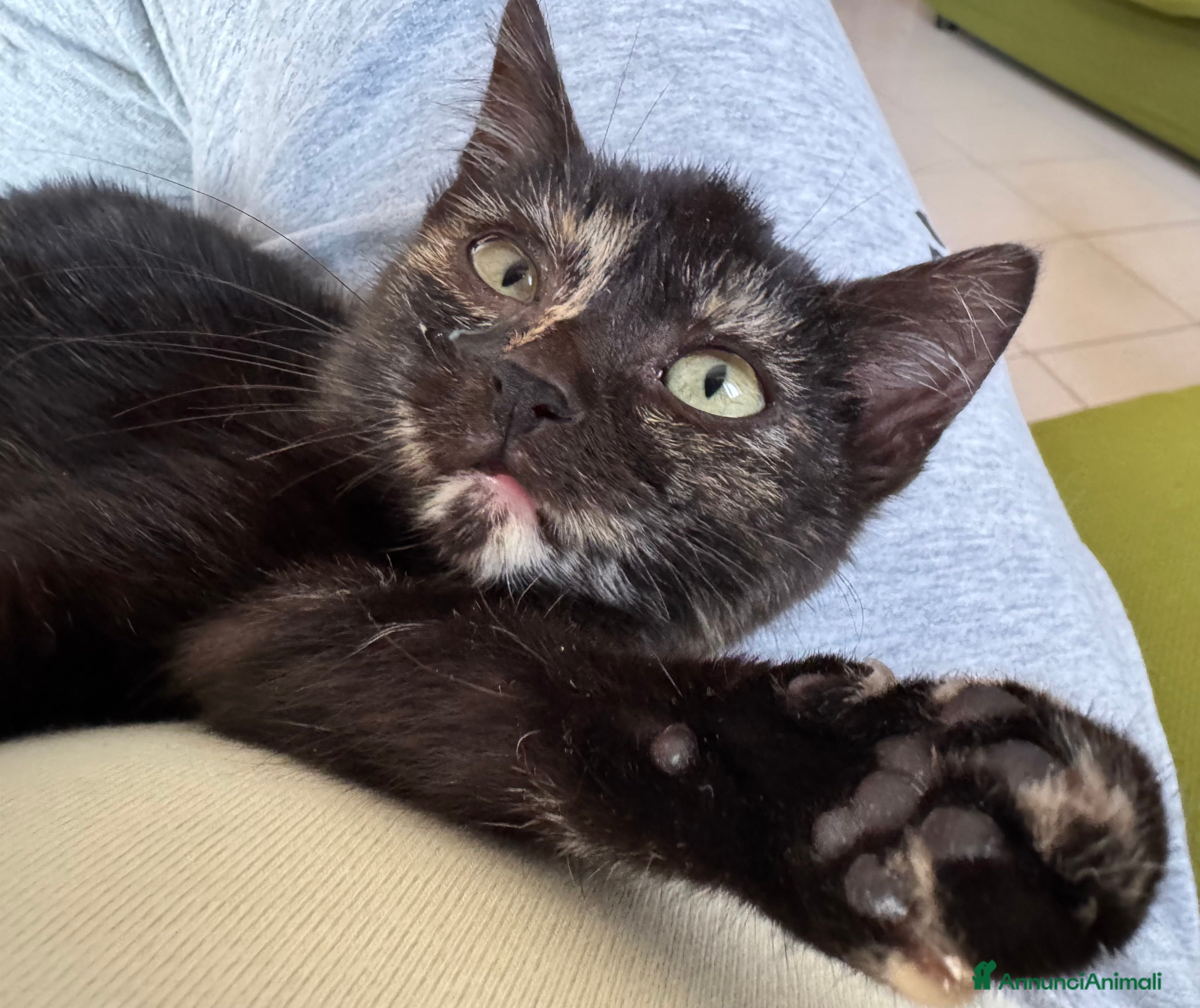 Meticcio gatti Gattina squama di tartaruga - Annuncio 5