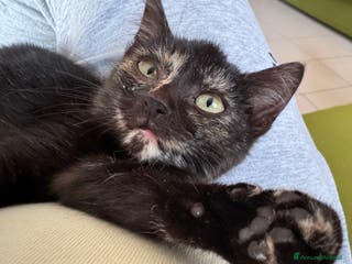 Meticcio gatti Gattina squama di tartaruga - Annuncio 5