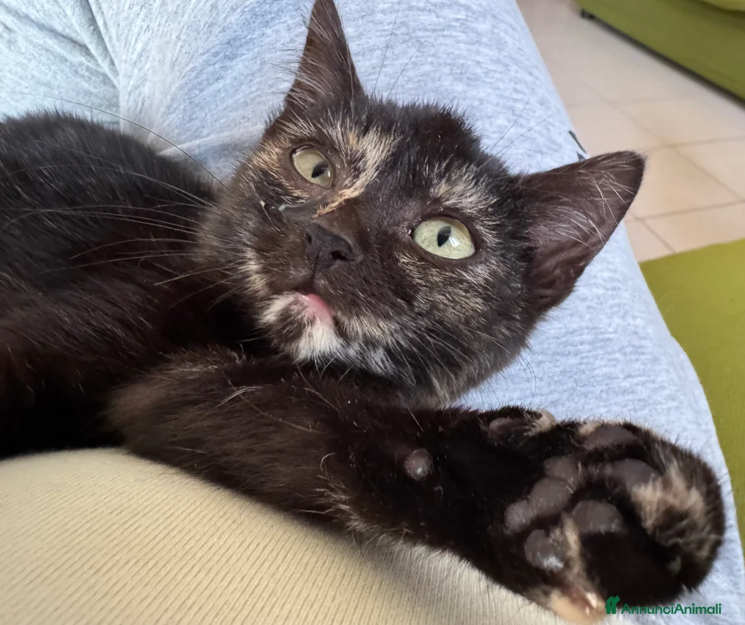 Meticcio gatti in regalo: Gattina squama di tartaruga - Annuncio 1