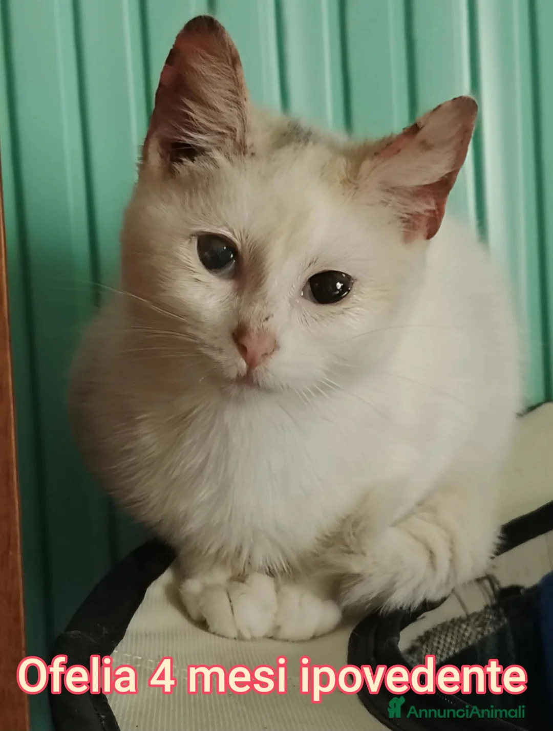 Altre razze gatti in regalo: MICINI ABBANDONATI: URGENTE  - Annuncio 1