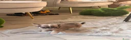 Chihuahua cani in vendita: Cucciolo di chihuahua - Annuncio 7