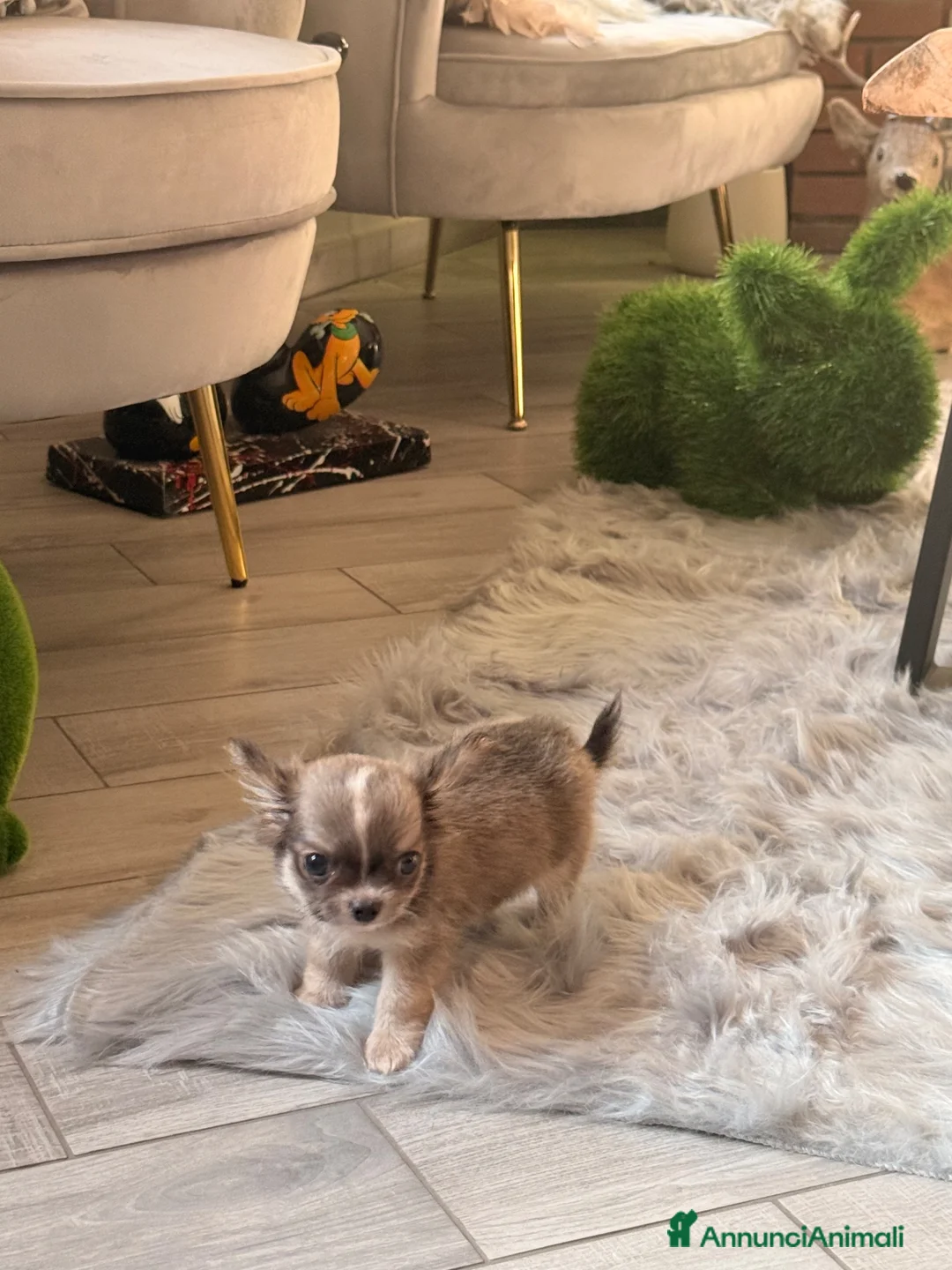 Chihuahua cani in vendita: Cucciolo di chihuahua - Annuncio 7