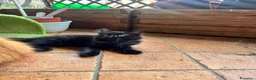 Maine Coon gatti in vendita: MAINE COON BLACK SOLID pedigree aperto, in 3 rate  - Annuncio 4