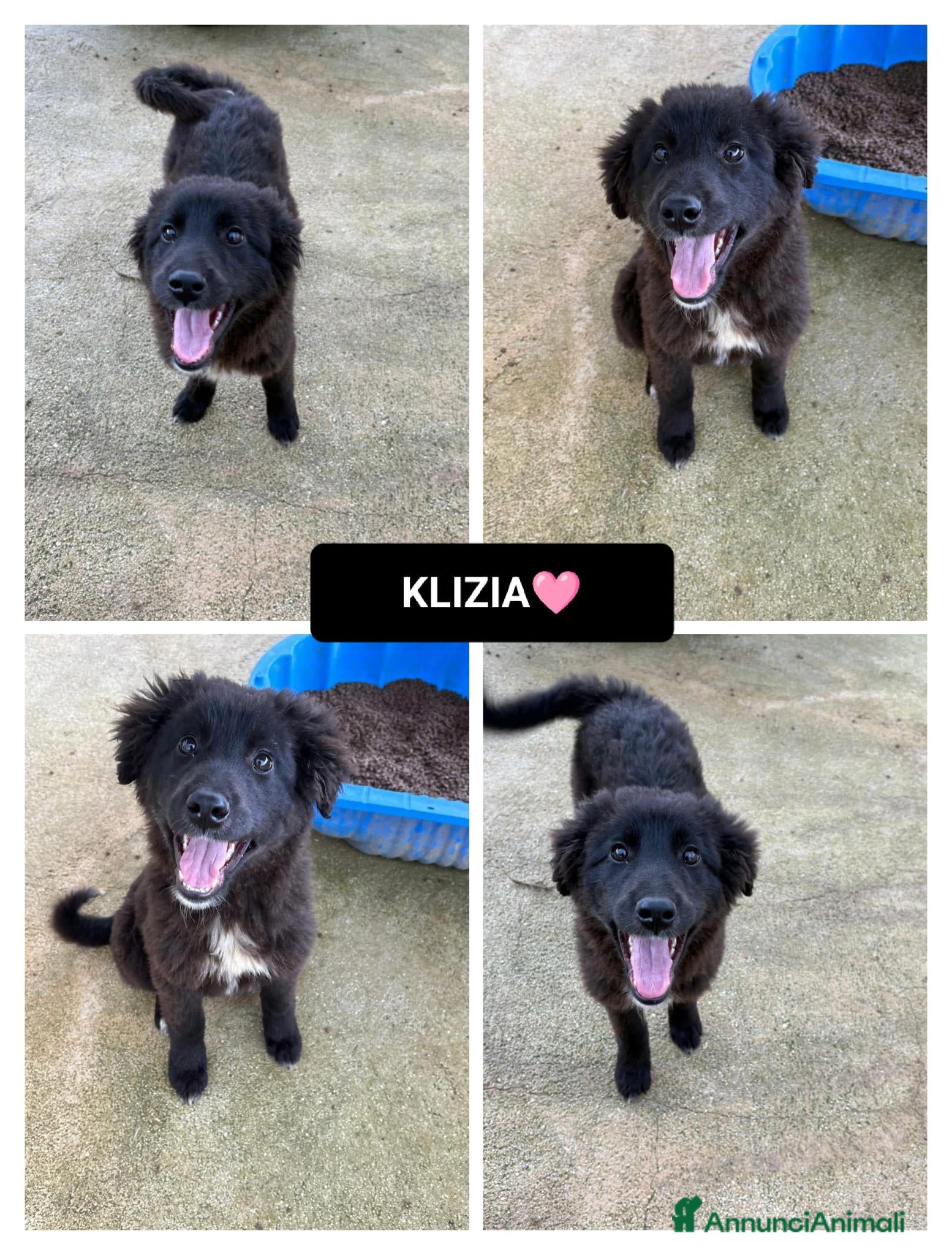 Meticcio cani klizia  - Annuncio 19