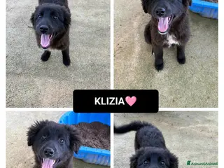 Meticcio cani klizia - Annuncio 26