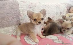 Chihuahua cani in vendita: Cuccioli Chihuahua a pelo lungo con Pedegree Enci  - Annuncio 6