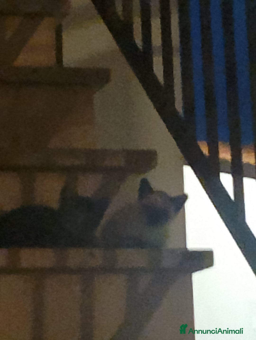 Siamese gatti in vendita: SIAMESI VENDO DUE CUCCIOLI SIMIL SIAMESI  - Annuncio 4