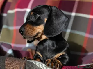 Bassotto cani Bassotti Nani - Annuncio 1