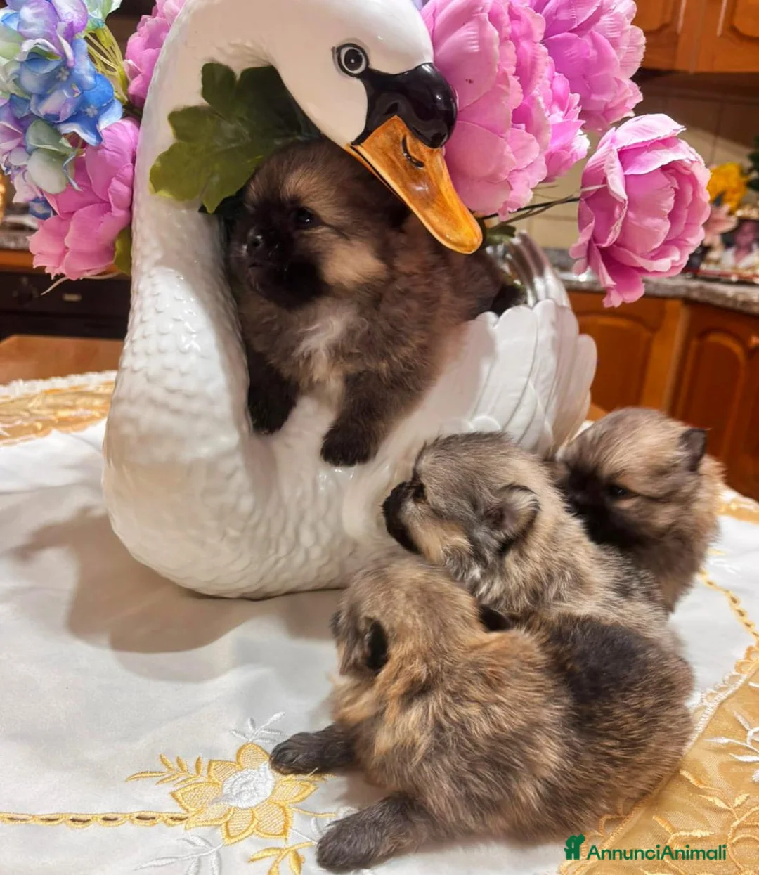 Spitz cani in vendita: Disponibili cuccioli di Spitz  - Annuncio 3