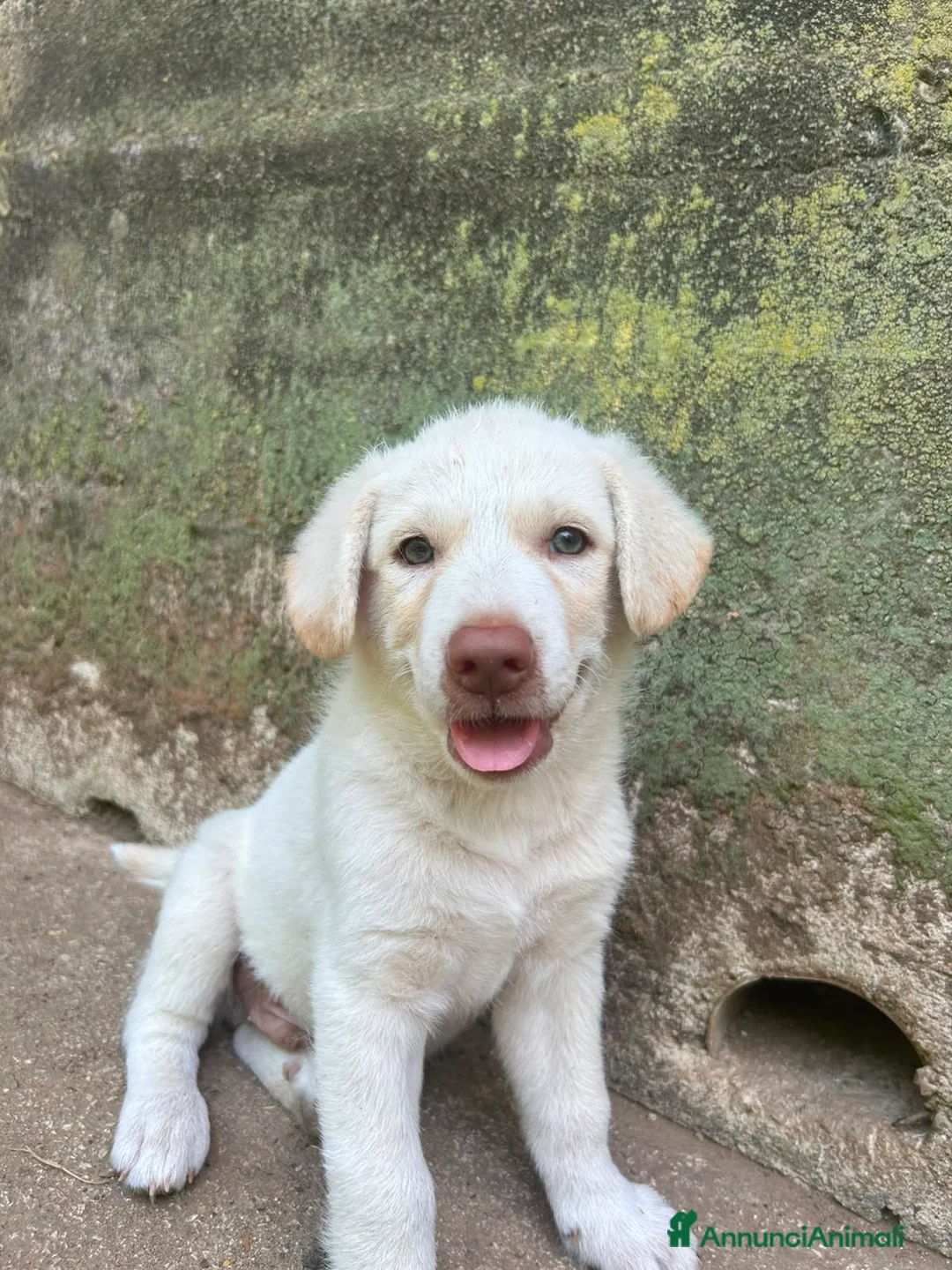 Meticcio cani in regalo: Lumi cerca casa 🏡 - Annuncio 12