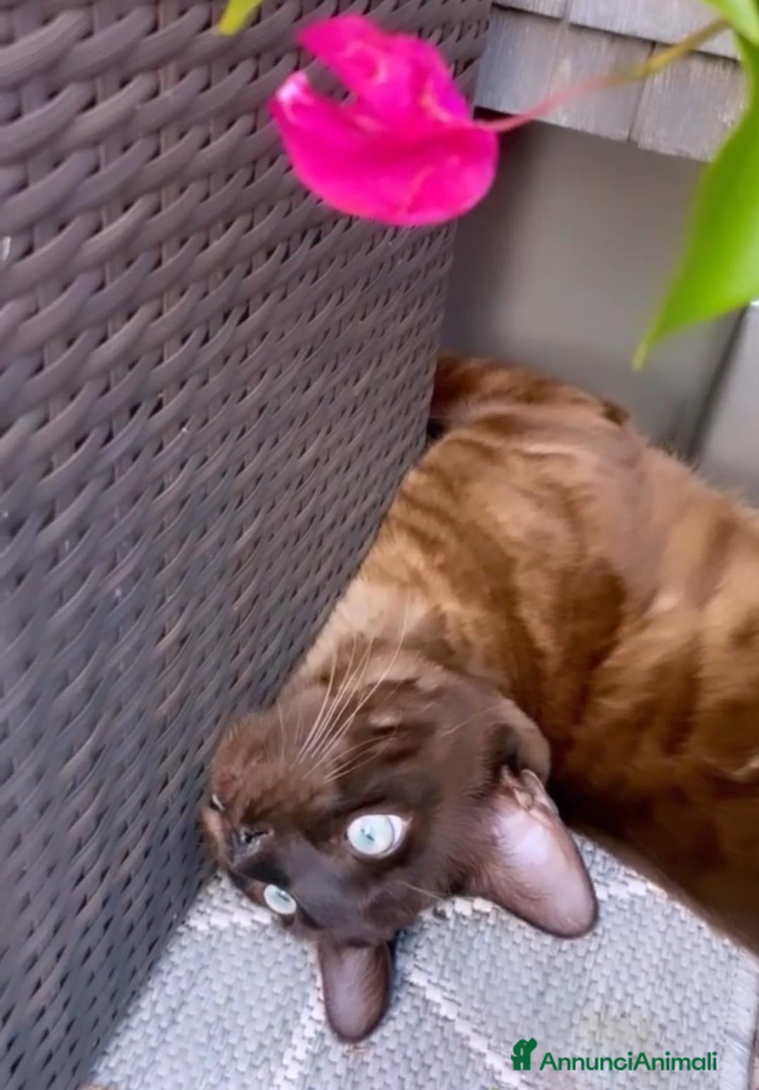 Bengala gatti in vendita: Gatti del bengala con pedigree Anfi - Annuncio 3