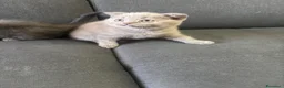 British gatti in vendita: Bellissimi gattini cercano una mamma e un papà - Annuncio 3