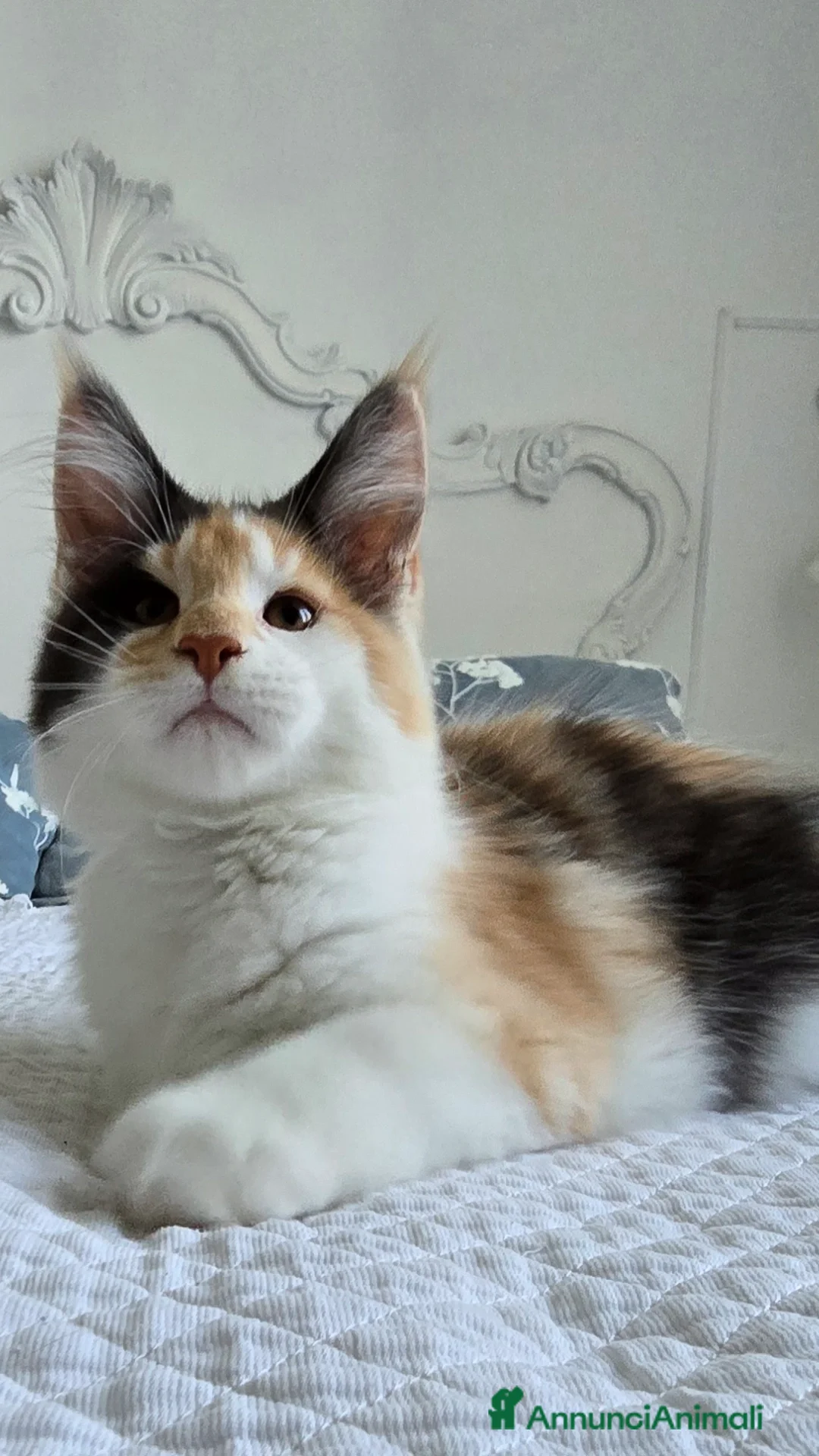 Maine Coon gatti Cucciola di maine coom - Annuncio 18