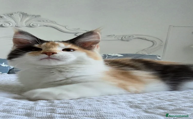 Maine Coon gatti Cucciola di maine coom - Annuncio 11