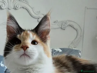 Maine Coon gatti Cucciola di maine coom - Annuncio 12