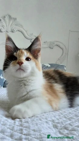 Maine Coon gatti Cucciola di maine coom - Annuncio 11