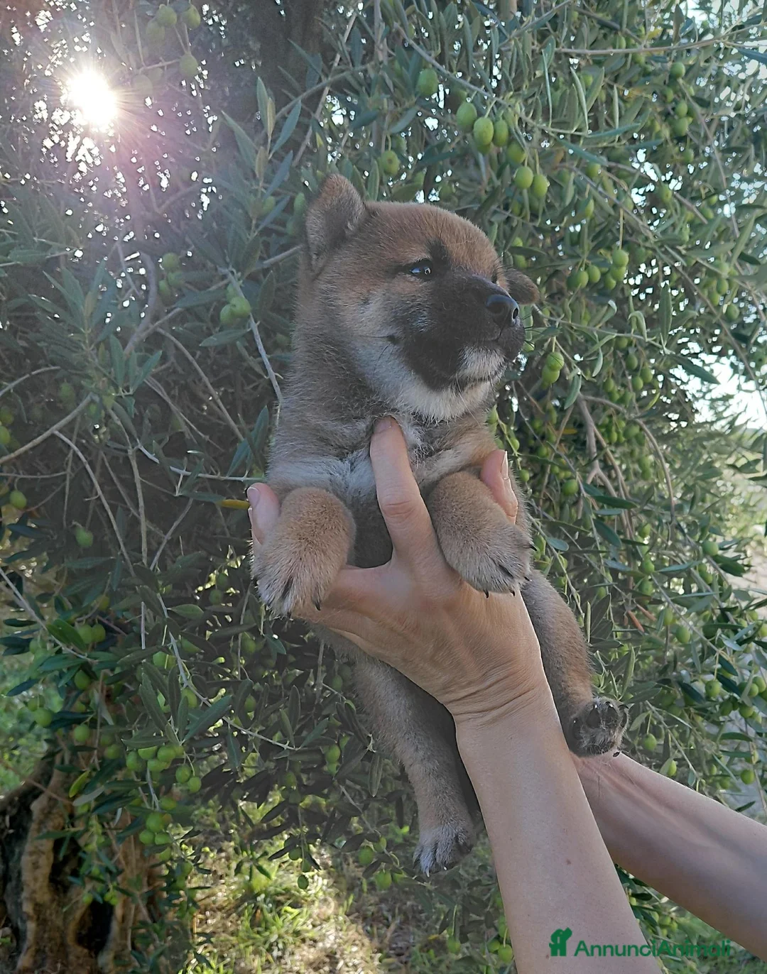 Shiba Inu cani in vendita: Cucciolo Shiba Inu  - Annuncio 4