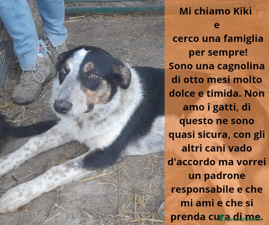 Meticcio cani in regalo: Una famiglia per Kiki - Annuncio 2
