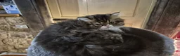 Persiano gatti in vendita: Bellissimo cucciolo di gatto persiano - Annuncio 7
