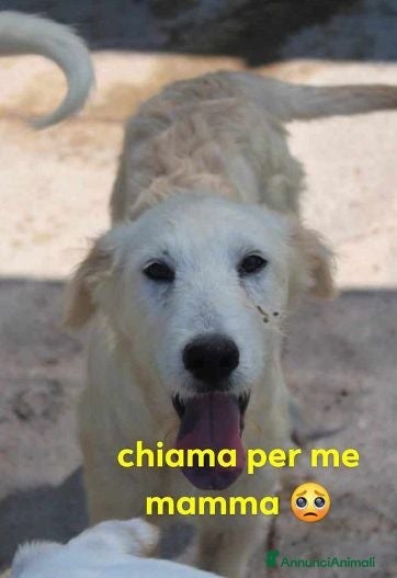 Meticcio cani CRILLIN giovane timidino tg grande - Annuncio 30