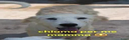 Meticcio cani in regalo: CRILLIN giovane timidino tg grande a Provincia di Macerata - Annuncio 1