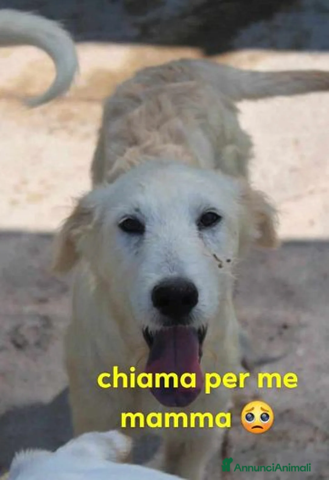 Meticcio cani in regalo: CRILLIN giovane timidino tg grande a Provincia di Macerata - Annuncio 1