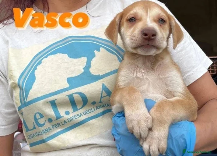 Immagine della galleria {{count}}