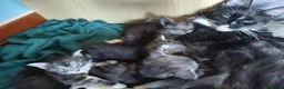 Maine Coon gatti in vendita: Gattina Maine Coon disponibile subito - Annuncio 2