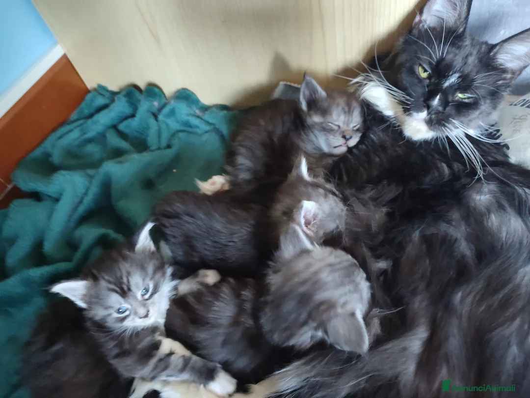 Maine Coon gatti in vendita: Gattina Maine Coon disponibile subito - Annuncio 2