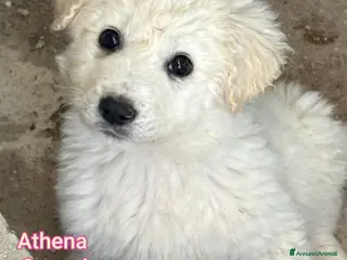 Meticcio cani CUCCIOLI ABBANDONATI: URGENTE! - Annuncio 17