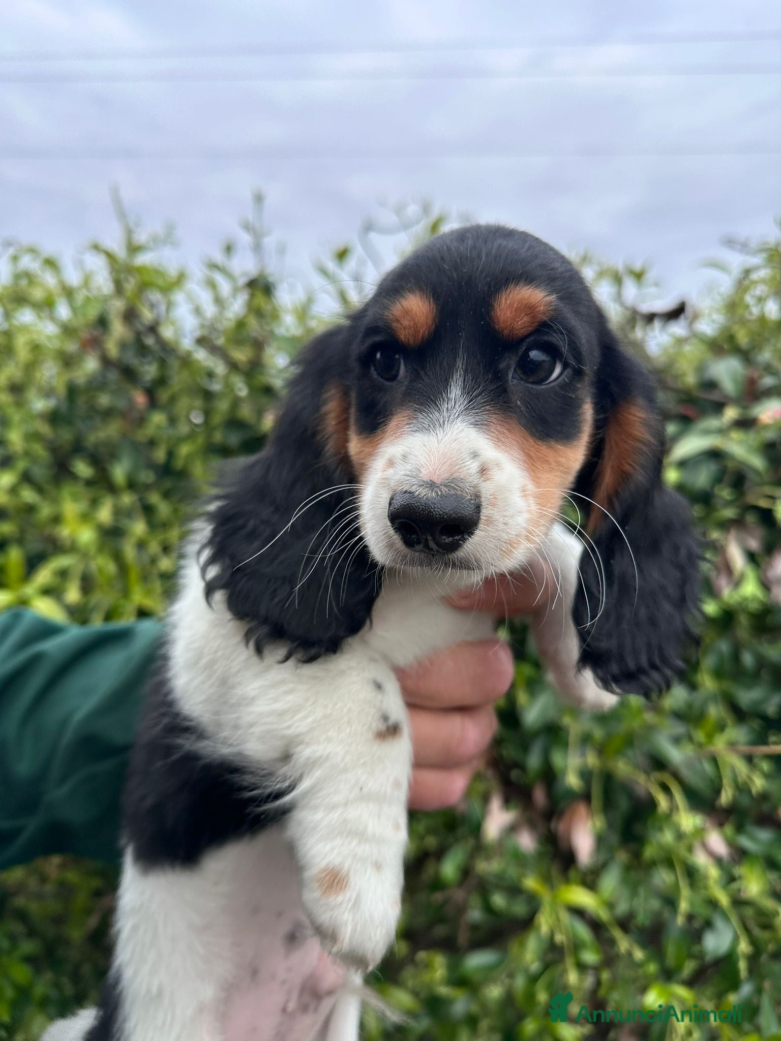 Bassotto cani Bassotto  - Annuncio 1