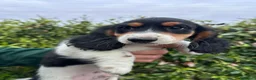 Bassotto cani in vendita: Bassotto  - Annuncio 1