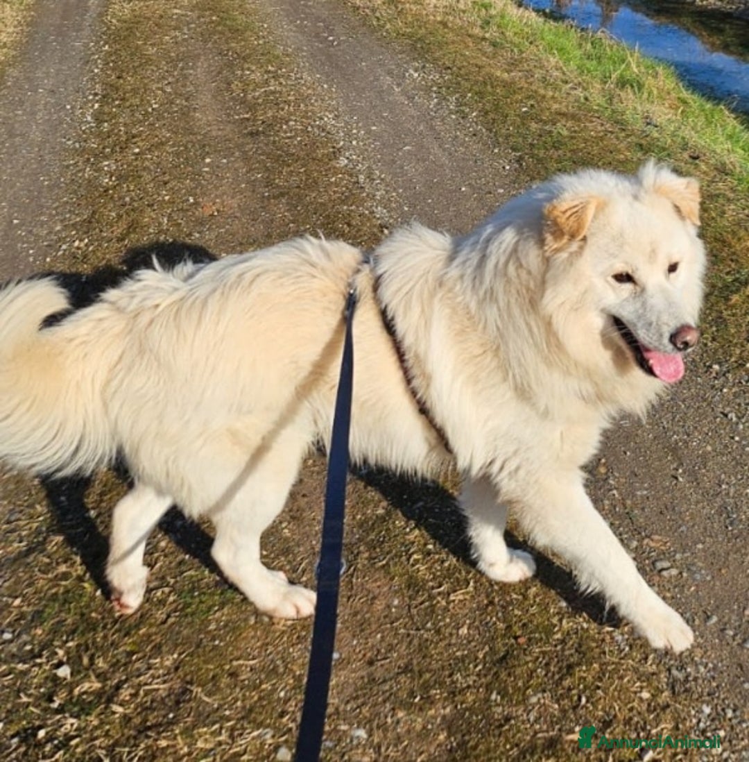 Meticcio cani in regalo: Bubu quasi 4anni tg media salvato 1anno fa  NOVARA a Città metropolitana di Milano - Annuncio 6