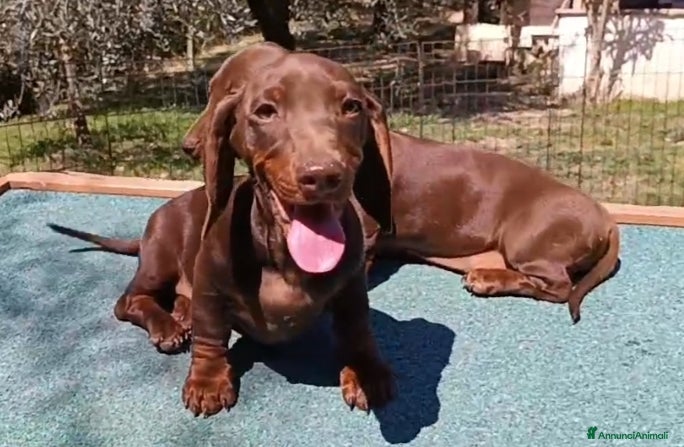 Bassotto cani Bassotti  disponibili.  - Annuncio 1