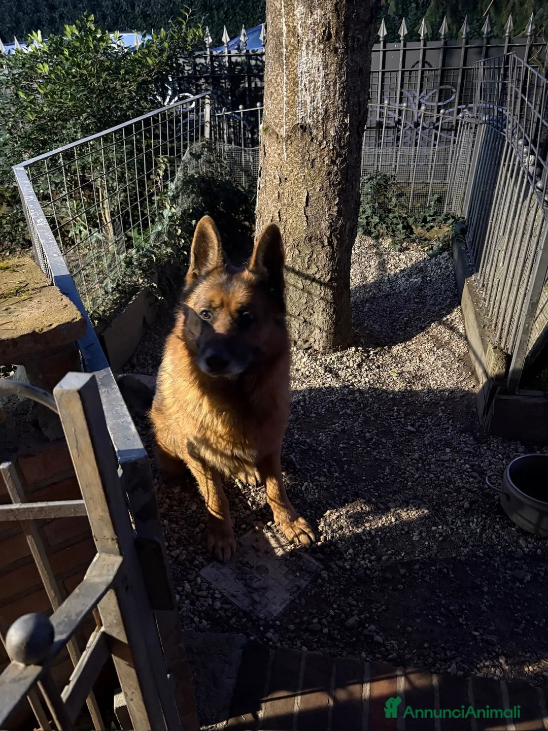 Pastore Tedesco cani in regalo: Boss cerca casa - Annuncio 7