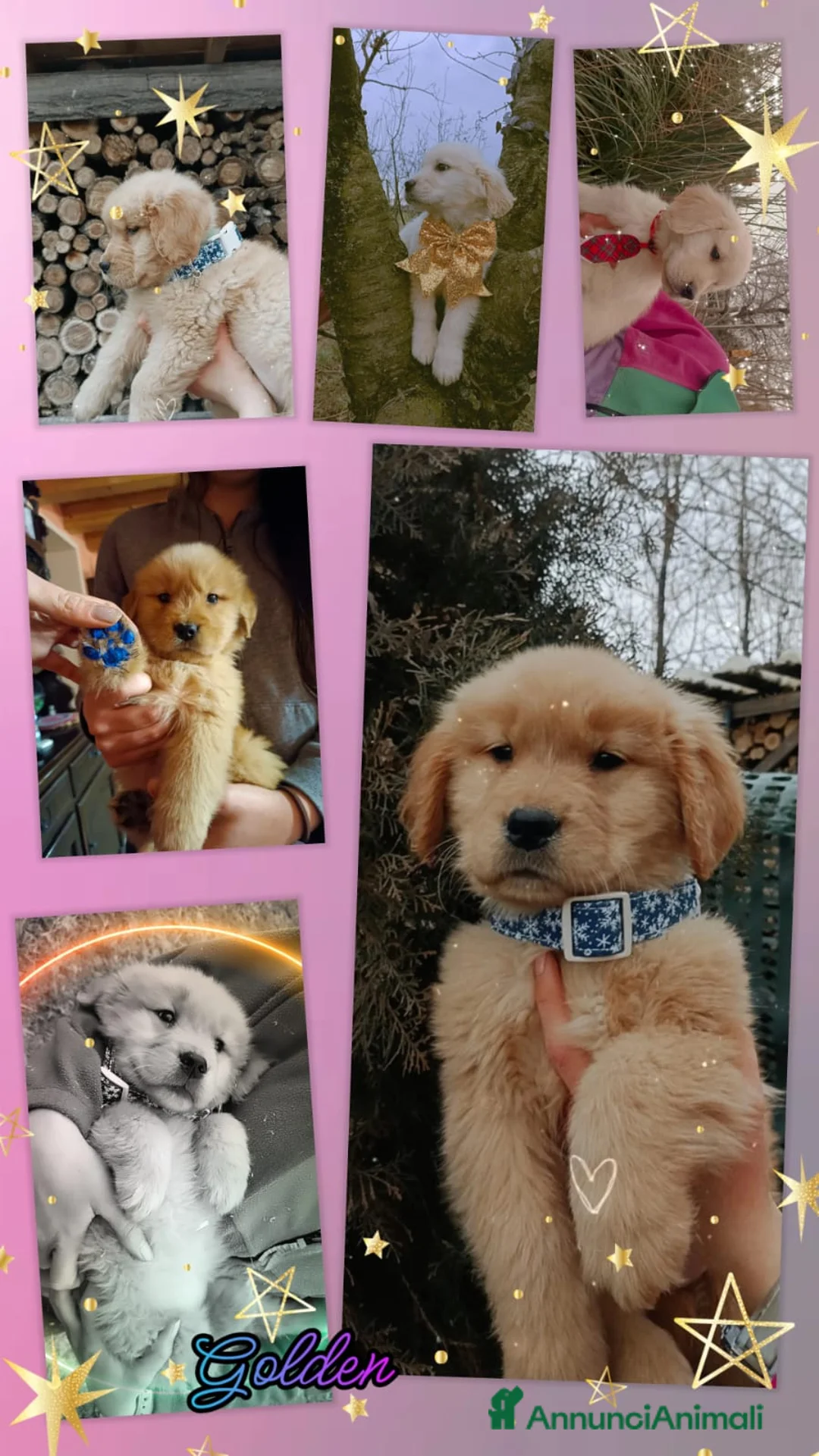 Golden Retriever cani in vendita: Golden retriever cuccioli - Annuncio 4