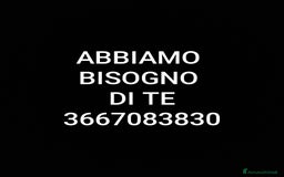 Europeo gatti in regalo: ❤️CI SIAMO ANCHE NOI - Immagine 10