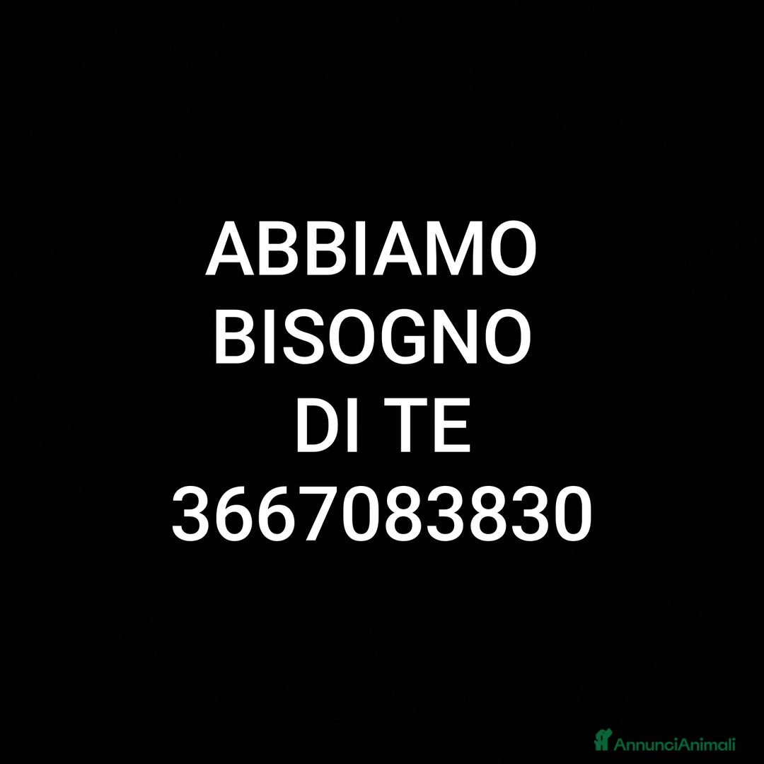 Europeo gatti in regalo: ❤️CI SIAMO ANCHE NOI - Immagine 10