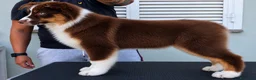 Australian Shepherd cani in vendita: Cucciola pastore australiano  - Annuncio 3