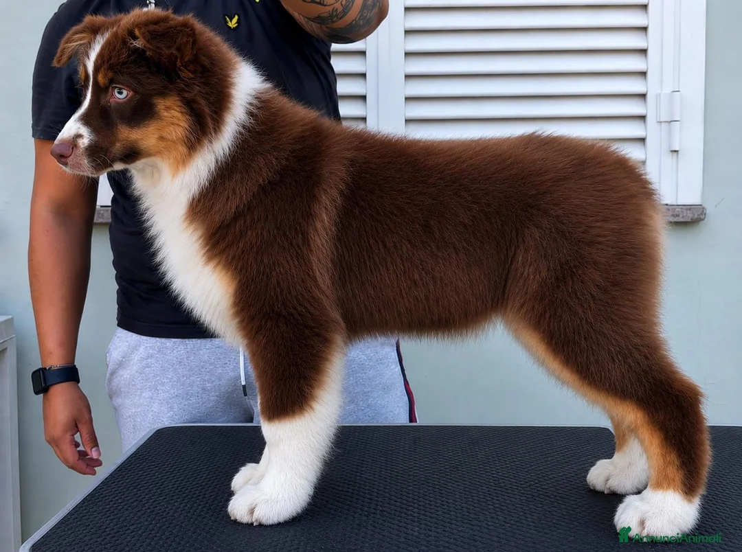 Australian Shepherd cani in vendita: Cucciola pastore australiano  - Annuncio 3
