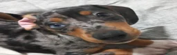 Bassotto cani per accoppiamento: Bassotto arlecchino  - Annuncio 2