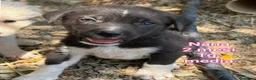 Meticcio cani in regalo: Cuccioli esclusi e soli a Città Metropolitana di Genova - Annuncio 9